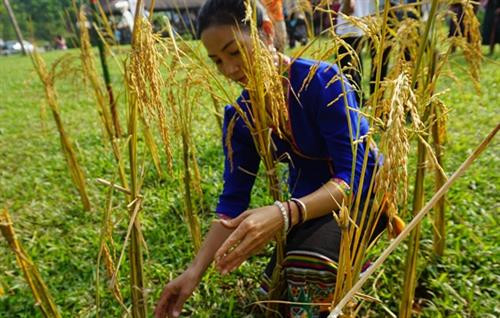 Khi cây lúa lên bằng gang tay hay đầu gối, đồng bào Khơ Mú bắt đầu làm lễ cầu mùa. Ảnh: Hoàng Hải