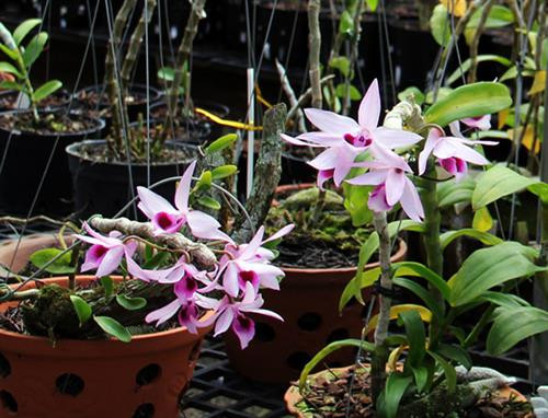 Phong lan Giả hạc Xuân Di Linh. Ảnh :baolamdong.vn Phong lan Giả hạc Xuân Di Linh. Ảnh :baolamdong.vn