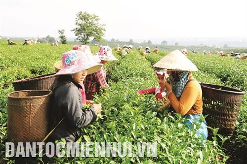Mô hình sản xuất chè an toàn theo tiêu chuẩn VietGAP, đảm bảo an toàn thực phẩm tại khu1B, thị trấn Lộc Thắng