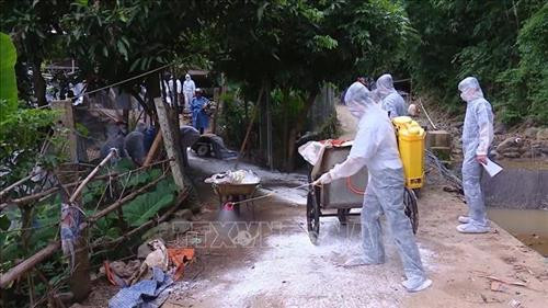 Thực hiện tiêu trùng khử độc môi trường xung quanh sau khi đưa lợn đi tiêu hủy. Ảnh: Diệp Anh - TTXVN Thực hiện tiêu trùng khử độc môi trường xung quanh sau khi đưa lợn đi tiêu hủy. Ảnh: Diệp Anh - TTXVN