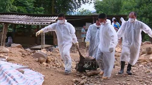 Tất cả lợn trong khu vực khoanh vùng dịch đều phải tiêu hủy. Ảnh: Diệp Anh - TTXVN Tất cả lợn trong khu vực khoanh vùng dịch đều phải tiêu hủy. Ảnh: Diệp Anh - TTXVN