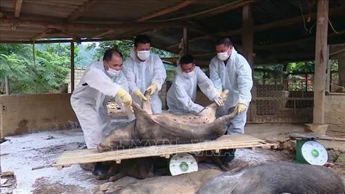 Lợn bị nhiễm dịch được cân tính giá hỗ trợ trước khi đưa đi tiêu hủy. Ảnh: Diệp Anh - TTXVN Lợn bị nhiễm dịch được cân tính giá hỗ trợ trước khi đưa đi tiêu hủy. Ảnh: Diệp Anh - TTXVN