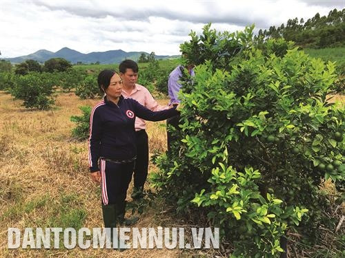 Gia Lai chủ trương chuyển đổi nhiều diện tích cây công nghiệp kém hiệu quả sang trồng cây ăn trái. Ảnh: Hồng Điệp Gia Lai chủ trương chuyển đổi nhiều diện tích cây công nghiệp kém hiệu quả sang trồng cây ăn trái. Ảnh: Hồng Điệp