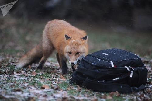 Tại khu bảo tồn Kurilsky, các nhà khoa học ghi nhận có 227 loài chim và 29 loài động vật có vú. Nhiều loài động vật ở đây nằm trong danh sách các loài có nguy cơ tuyệt chủng ở Nga.