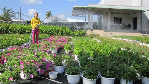 Chăm sóc hoa Tết tại nhà vườn của chị Phan Thị Ngọc Hân, ấp Bình Tây, xã Vĩnh Thành, huyện Chợ Lách (tỉnh Bến Tre)