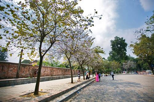 Hoa ban nở rộ trên đoạn đường Hoàng Diệu cạnh Hoàng Thành Thăng Long. Ảnh: Trọng Đạt - TTXVN