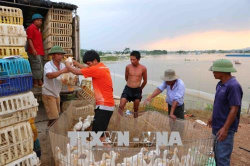 Người nông dân phải bán vịt giá rẻ để chạy lũ tại thôn Cấn Thượng. Ảnh: Thành Đạt – TTXVN Người nông dân phải bán vịt giá rẻ để chạy lũ tại thôn Cấn Thượng. Ảnh: Thành Đạt – TTXVN