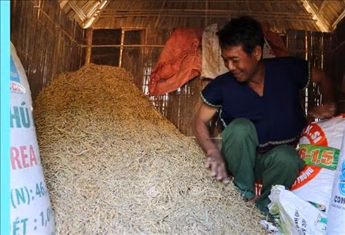 Người già trong gia đình vun xới lúa trong kho. Ảnh: Hồng Điệp - TTXVN