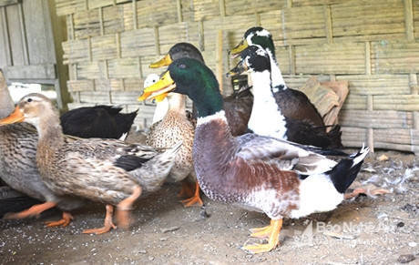 "Trứ danh" vịt bầu Quỳ đẻ ra vàng ảnh 2