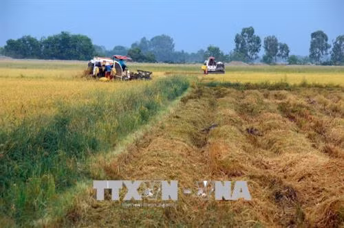 Nông dân xã Thổ Sơn, huyện Hòn Đất thu hoạch lúa mùa. Ảnh: Lê Sen - TTXVN