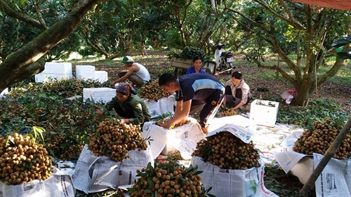 Các xã viên HTX Dịch vụ nông nghiệp Sơn Thủy thu hoạch nhãn. Ảnh: Nhan Sinh- TTXVN