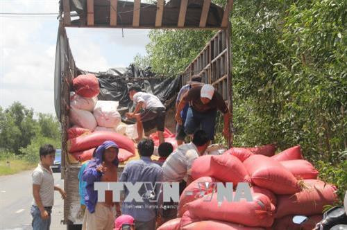 Nhóm người tự ý tháo dỡ niêm phong, bốc dỡ hàng hóa (lúa). Ảnh: Bùi Giang - TTXVN