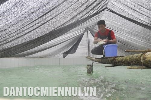 Nuôi cá nước lạnh mở ra hướng phát triển kinh tế mới cho nhiều hộ đồng bào ở huyện Bắc Hà. Ảnh: Cao Hương