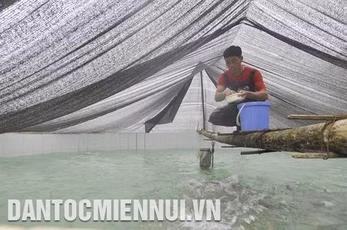 Nuôi cá nước lạnh mở ra hướng phát triển kinh tế mới cho nhiều hộ đồng bào ở huyện Bắc Hà. Ảnh: Cao Hương