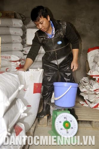 Để nhân rộng mô hình, huyện Bắc Hà sẽ ưu tiên lồng ghép các nguồn vốn nhằm khuyến khích các hộ đồng bào tham gia, trong đó có việc hỗ trợ con giống, thức ăn, hướng dẫn kỹ thuật cho các hộ nuôi lần đầu. Ảnh: Cao Hương