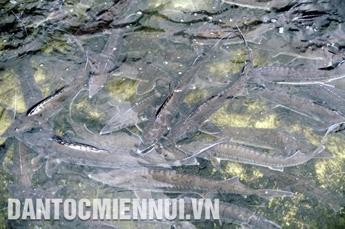 Phát huy tiềm năng và lợi thế, Trung tâm Dịch vụ Nông nghiệp huyện Bắc Hà đã phối hợp với Hợp tác xã nông nghiệp Lùng Cải nuôi thử nghiệm cá hồi vân và cá tầm. Ảnh: Cao Hương