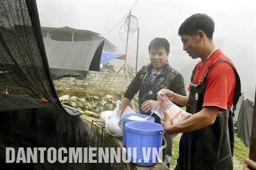 Nuôi cá nước lạnh góp phần giải quyết công ăn việc làm cho nhiều lao động địa phương. Ảnh: Cao Hương