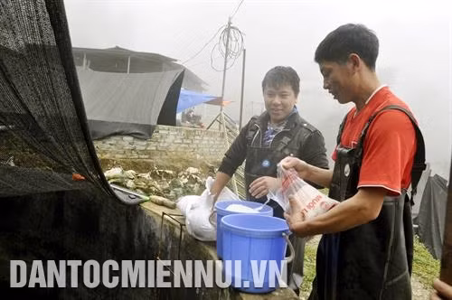 Nuôi cá nước lạnh góp phần giải quyết công ăn việc làm cho nhiều lao động địa phương. Ảnh: Cao Hương