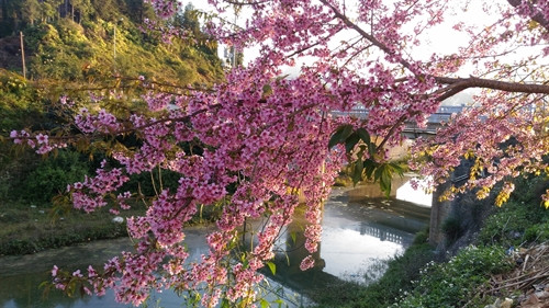 Hoa anh đào nở rực rỡ tại thị trấn Bắc Hà. Hoa anh đào nở rực rỡ tại thị trấn Bắc Hà.