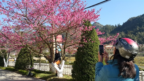 Du khách ghi hình vẻ đẹp hoa anh đào nở rực rỡ tại thị trấn Sa Pa. Du khách ghi hình vẻ đẹp hoa anh đào nở rực rỡ tại thị trấn Sa Pa.