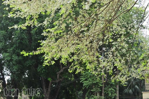 Hẹn gặp lại, sắc trắng hoa sưa ảnh 5