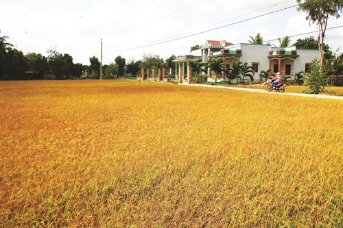 Đây không phải màu vàng của cánh đồng lúa chín mà là màu của cánh đồng lúa chết do bị nhiễm mặn tại xã Bình Đông, thị xã Gò Công (Tiền Giang) Đây không phải màu vàng của cánh đồng lúa chín mà là màu của cánh đồng lúa chết do bị nhiễm mặn tại xã Bình Đông, thị xã Gò Công (Tiền Giang)