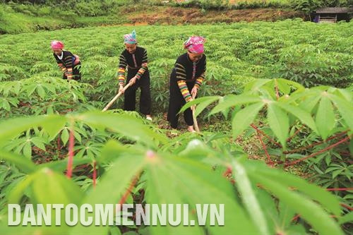 Người Lô Lô ở xã Hồng Trị, huyện Bảo Lạc chuyển đổi diện tích lúa nương sang trồng sắn cho hiệu quả kinh tế cao. Ảnh: An Thành Đạt