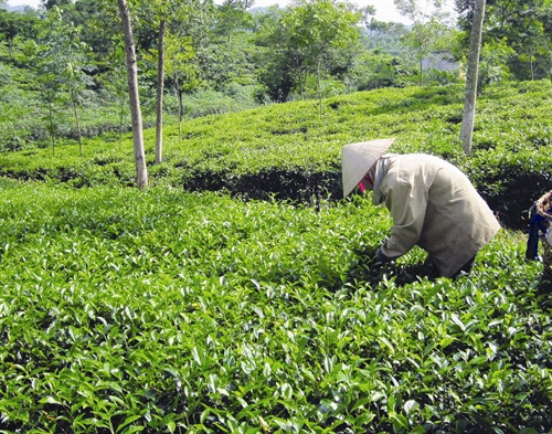 Ngày mùa trên cánh đồng ATK Yên Sơn Yên Sơn luôn chú trọng công tác chăm sóc sức khỏe cho đồng bào Sản xuất tăm tre - nghề phụ đem lại thu nhập cho nhiều hộ đồng bào dân tộc Với mục tiêu phát triển nông nghiệp theo hướng sản xuất hàng hóa, những năm qua, diện tích chè của xã Mỹ Bằng, huyện Yên Sơn không ngừng được mở rộng Đồng bào dân tộc ở vùng ATK Yên Sơn tra cứu thông tin trên mạng internet để ứng dụng vào lao động, sản xuất Phiên chợ vùng cao của đồng bào các dân tộc Ngày mùa trên cánh đồng ATK Yên Sơn Yên Sơn luôn chú trọng công tác chăm sóc sức khỏe cho đồng bào Sản xuất tăm tre - nghề phụ đem lại thu nhập cho nhiều hộ đồng bào dân tộc Với mục tiêu phát triển nông nghiệp theo hướng sản xuất hàng hóa, những năm qua, diện tích chè của xã Mỹ Bằng, huyện Yên Sơn không ngừng được mở rộng Đồng bào dân tộc ở vùng ATK Yên Sơn tra cứu thông tin trên mạng internet để ứng dụng vào lao động, sản xuất Phiên chợ vùng cao của đồng bào các dân tộc