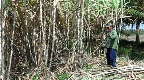 Nông dân huyện Trà Cú thu hoạch mía niên vụ 2018-2019. Ảnh: Thanh Hòa - TTXVN Nông dân huyện Trà Cú thu hoạch mía niên vụ 2018-2019. Ảnh: Thanh Hòa - TTXVN