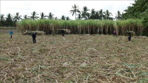 Nông dân huyện Trà Cú thu hoạch mía niên vụ 2018-2019. Ảnh: Thanh Hòa - TTXVN Nông dân huyện Trà Cú thu hoạch mía niên vụ 2018-2019. Ảnh: Thanh Hòa - TTXVN