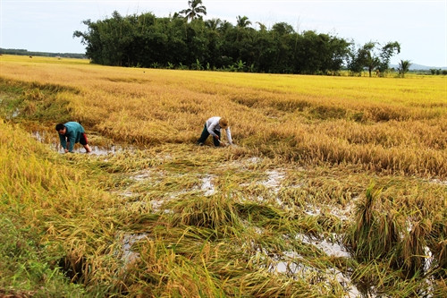 Nông dân xã Phước Ninh, huyện Dương Minh Châu thu hoạch lúa sớm để giảm bớt thiệt hại