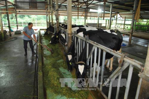 Mô hình chăn nuôi bò sữa bền vững của một hộ gia đình tại xã Phú Hòa Đông, huyện Củ Chi. Ảnh: Mạnh Linh - TTXVN Mô hình chăn nuôi bò sữa bền vững của một hộ gia đình tại xã Phú Hòa Đông, huyện Củ Chi. Ảnh: Mạnh Linh - TTXVN