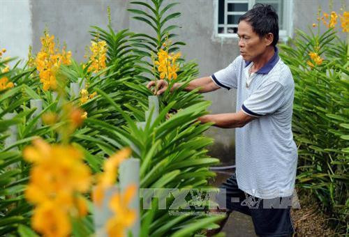 Hộ gia đình Ông Sáu Em ngụ tại ấp Trung, xã Tân Thông Hội, huyện Củ Chi (Thành phố Hồ Chí Minh) trồng lan Mokara, hàng năm cho thu nhập khoảng 300 triệu. Ảnh: An Hiếu - TTXVN Hộ gia đình Ông Sáu Em ngụ tại ấp Trung, xã Tân Thông Hội, huyện Củ Chi (Thành phố Hồ Chí Minh) trồng lan Mokara, hàng năm cho thu nhập khoảng 300 triệu. Ảnh: An Hiếu - TTXVN