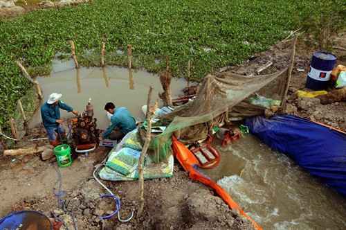 Bơm nước từ nội đồng vào khu sinh thái tại Khu bảo tồn đất ngập nước Láng Sen - khu Ramsar thứ 7 của Việt Nam - tại huyện Tân Hưng (Long An).