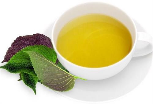 Nước sắc lá tía tô giúp chấm dứt cơn đau gút sau 30 phút. Nước sắc lá tía tô giúp chấm dứt cơn đau gút sau 30 phút.