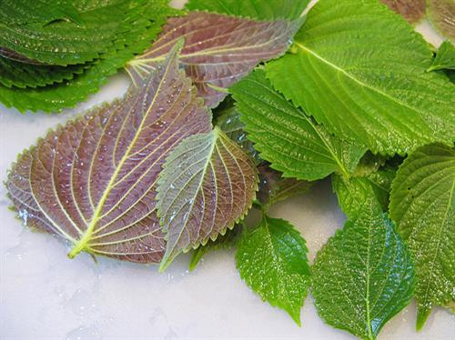 Lá tía tô, vị thuốc dân giã trị gút. Lá tía tô, vị thuốc dân giã trị gút.