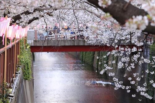 Hoa anh đào nở rộ trên sông Meguro, thủ đô Tokyo, Nhật Bản, ngày 3/4/2019. Ảnh: THX/ TTXVN Hoa anh đào nở rộ tại thủ đô Tokyo, Nhật Bản, ngày 27/3/2019. Ảnh: Kyodo/ TTXVN Người dân chiêm ngưỡng vẻ đẹp của hoa anh đào tại Tokyo, Nhật Bản, ngày 30/3/2019. Ảnh: Kyodo/ TTXVN Hoa anh đào nở rộ trên sông Meguro, thủ đô Tokyo, Nhật Bản, ngày 3/4/2019. Ảnh: THX/ TTXVN Hoa anh đào nở rộ tại thủ đô Tokyo, Nhật Bản, ngày 27/3/2019. Ảnh: Kyodo/ TTXVN Người dân chiêm ngưỡng vẻ đẹp của hoa anh đào tại Tokyo, Nhật Bản, ngày 30/3/2019. Ảnh: Kyodo/ TTXVN