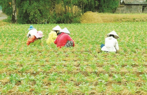 Củ cải được trồng theo luống và trồng ở những vùng đất thoát nước tốt