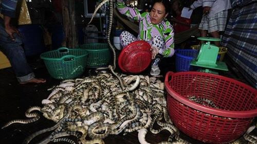 Khám phá bất ngờ về con đẻn biển đặc sản Quảng Bình ảnh 2 Khám phá bất ngờ về con đẻn biển đặc sản Quảng Bình ảnh 2