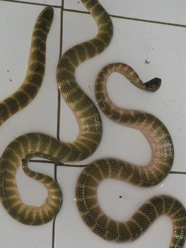 Khám phá bất ngờ về con đẻn biển đặc sản Quảng Bình ảnh 1 Khám phá bất ngờ về con đẻn biển đặc sản Quảng Bình ảnh 1