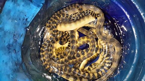 Khám phá bất ngờ về con đẻn biển đặc sản Quảng Bình ảnh 6 Khám phá bất ngờ về con đẻn biển đặc sản Quảng Bình ảnh 6