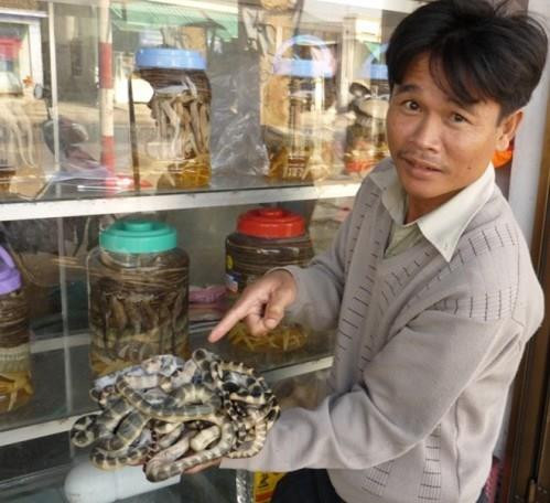 Khám phá bất ngờ về con đẻn biển đặc sản Quảng Bình ảnh 8 Khám phá bất ngờ về con đẻn biển đặc sản Quảng Bình ảnh 8