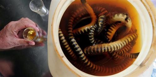 Khám phá bất ngờ về con đẻn biển đặc sản Quảng Bình ảnh 5 Khám phá bất ngờ về con đẻn biển đặc sản Quảng Bình ảnh 5