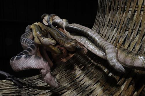 Khám phá bất ngờ về con đẻn biển đặc sản Quảng Bình ảnh 3 Khám phá bất ngờ về con đẻn biển đặc sản Quảng Bình ảnh 3