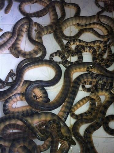 Khám phá bất ngờ về con đẻn biển đặc sản Quảng Bình ảnh 4 Khám phá bất ngờ về con đẻn biển đặc sản Quảng Bình ảnh 4