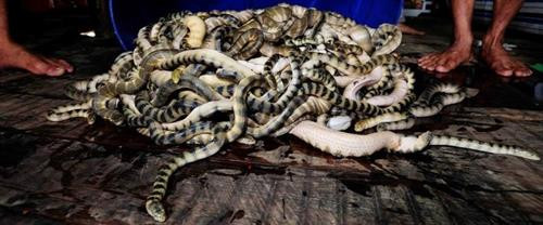 Khám phá bất ngờ về con đẻn biển đặc sản Quảng Bình ảnh 7 Khám phá bất ngờ về con đẻn biển đặc sản Quảng Bình ảnh 7