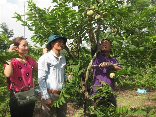 Những vùng đất sản sinh ra loại na ngon tại Việt Nam ảnh 3