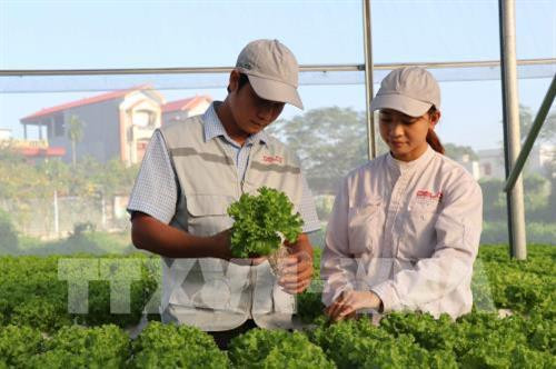 Mô hình rau thủy canh trong nhà kính. Ảnh: TTXVN Mô hình rau thủy canh trong nhà kính. Ảnh: TTXVN