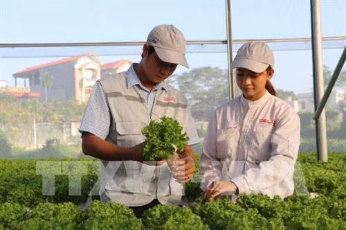 Mô hình rau thủy canh trong nhà kính. Ảnh: TTXVN