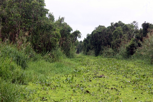 Rừng tràm U Minh Thượng tái sinh trên đất than bùn.